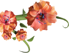 Flowers on a vine