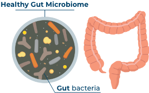 Healthy Gut Microbiome